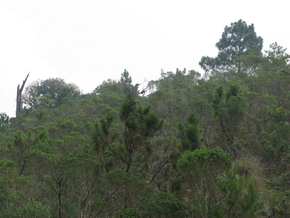 El Conap espera que la situación en el lugar se esclarezca y se proteja el manto boscoso de la localidad. (Foto: Conap/Archivo)