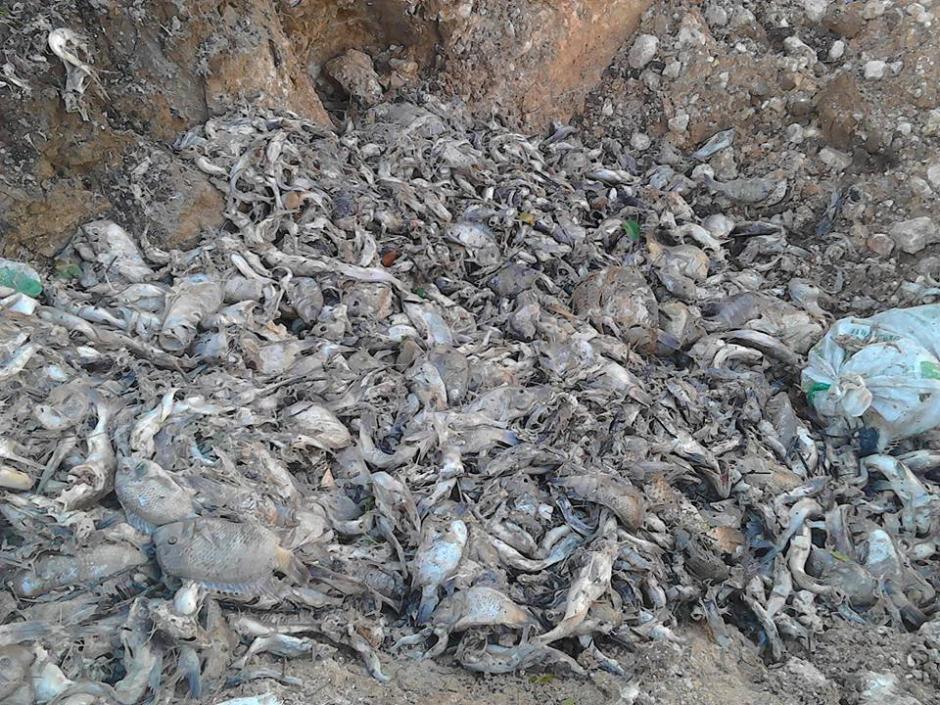 Los pescadores abrieron dos fosas para enterrar a los peces muertos, debido al derrame de un plaguicida en el río La Pasión. (Foto: El Informante Petenero)