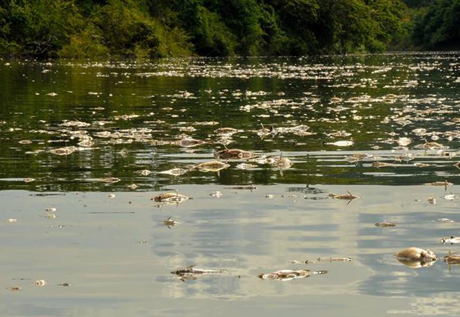 La muerte de peces empezó a registrarse desde finales de abril, según denunciaron los pobladores de Sayaxché, Petén. (Foto El Informante Petenero)