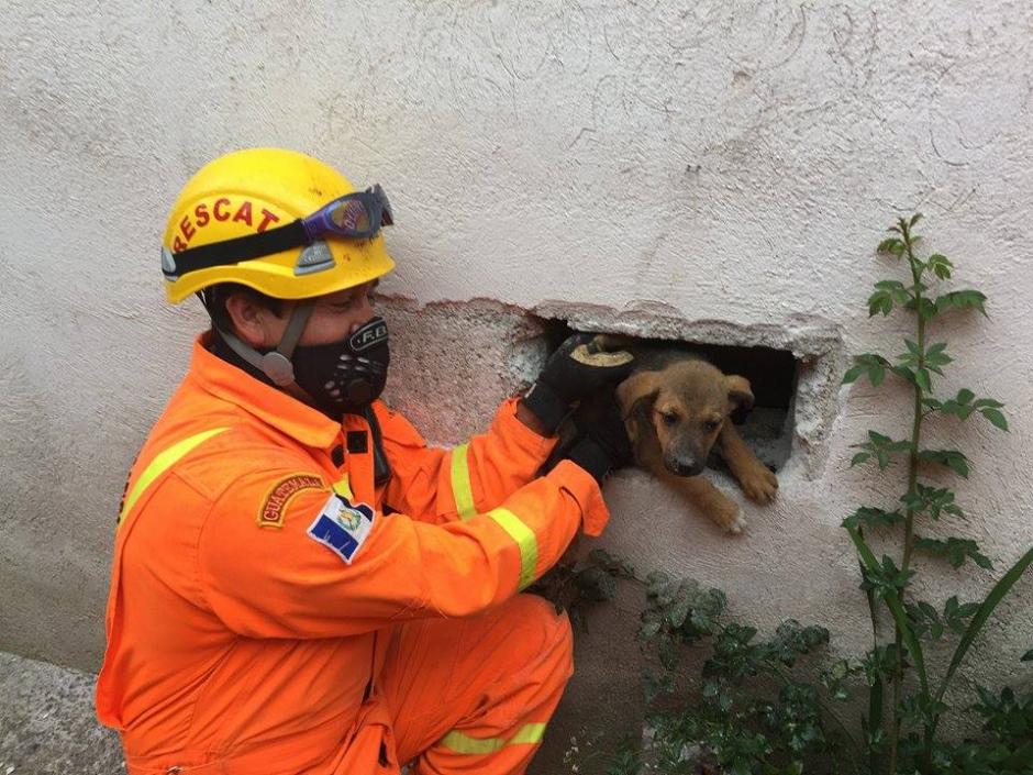 Los Bomberos Voluntarios tuvieron que romper una pared para rescatar al travieso perro. (Foto: Bomberos Voluntarios Santa Cruz del Quiché)