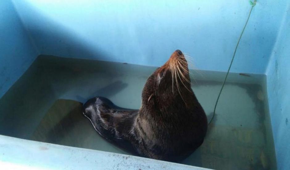 El CONAP considera que es la primera vez que un lobo marino llega a Guatemala. (Foto: CONAP)