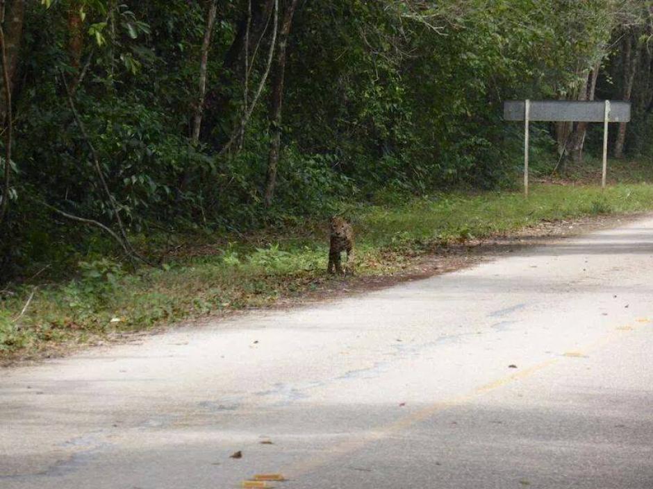 El jaguar fue visto caminando por una transitada carretera que conduce a Tikal, Petén. (Foto: Facebook Peteneros)&nbsp;