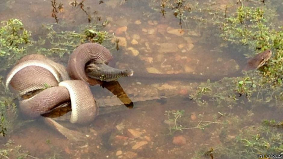 Una serpiente pitón se comió a un cocodrilo luego de casi cinco horas de batalla. (Foto:BBC)