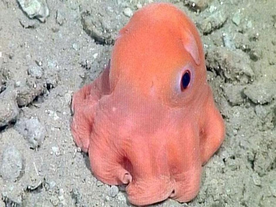 El adorable pulpo que conquista corazones en en las redes sociales. (Imagen: YouTube)