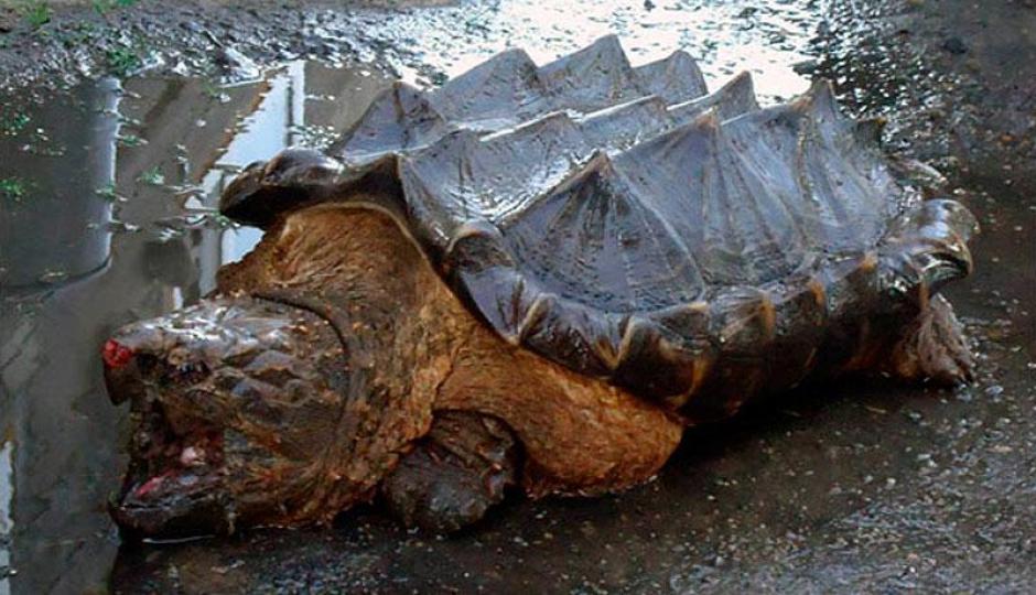 Un ejemplar de tortuga dinosaurio fue encontrado en un rio en Rusia, esta especie no es nativa de esa region por eso el asombro de los pobladores.