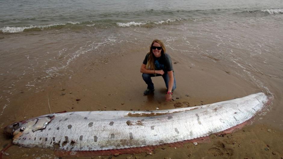 El animal apareció varado en las costas de la isla de Catalina, en California. (Foto: CNN)