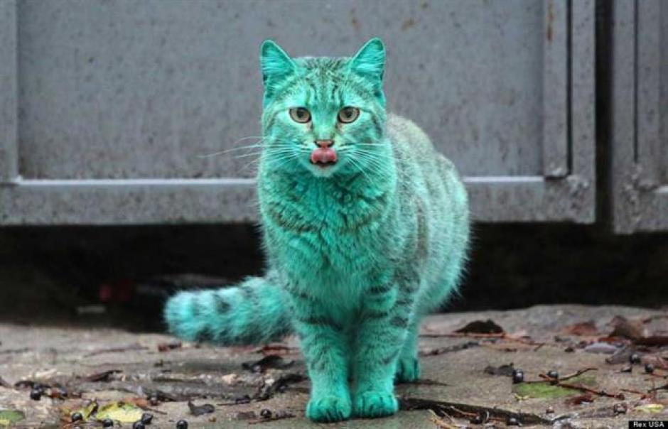 El gato verde esmeralda apareció en un barrio de Bulgaria causando asombro. (Foto: RexUsa)