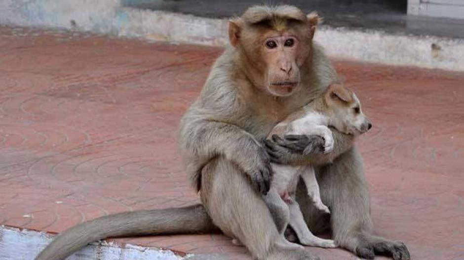 El primate adoptó al pequeño perro como su mascota. (Foto: infobae)