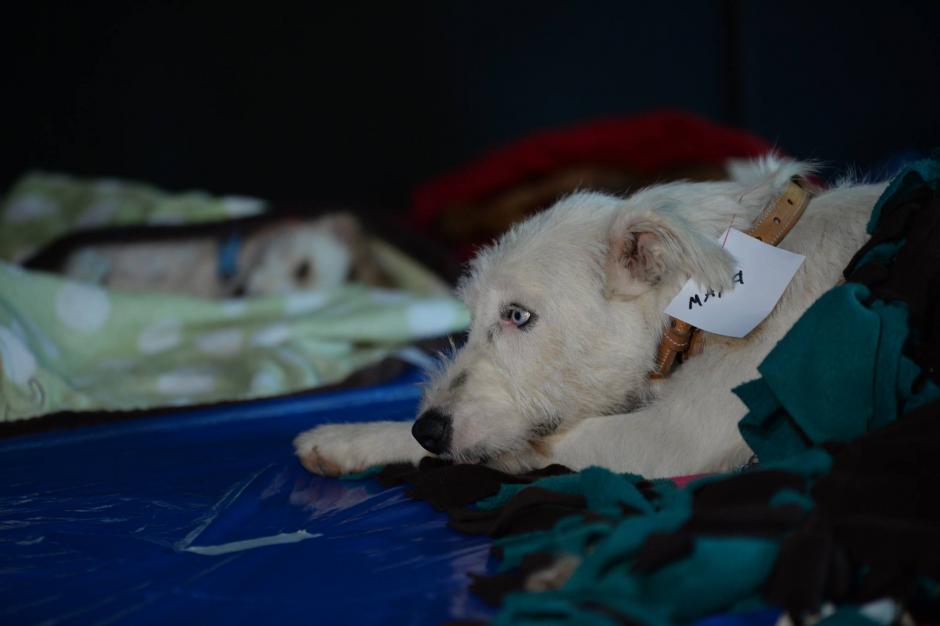 La multa más elevada por maltrato animal es equivalente a doce salarios mínimos de Q2 mil 893. (Foto: Archivo/Soy502)