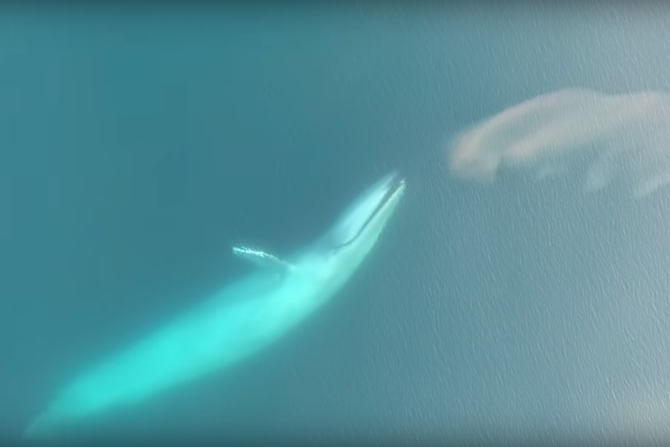 Las imágenes fueron captadas por un dron en el océano Antártico. (Imagen: captura de pantalla)