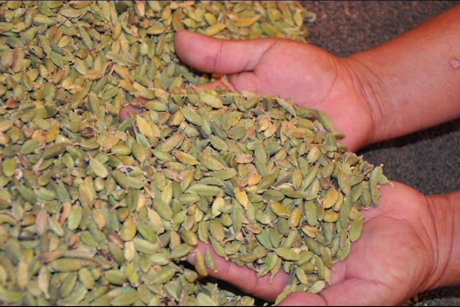 La SAT intervino a una de las empresas más grandes que exporta cardamomo y dicha acción podría perjudicar las ventas de este producto. (Foto: archivo/Soy502)