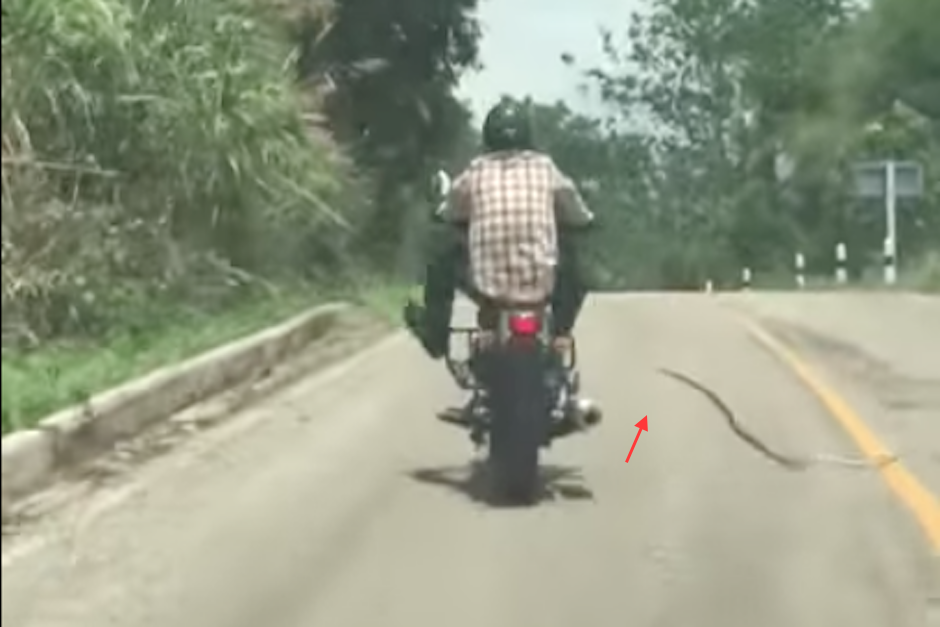 Momento en el que la serpiente se lanza para atacar al motorista. (Imagen: captura de pantalla)