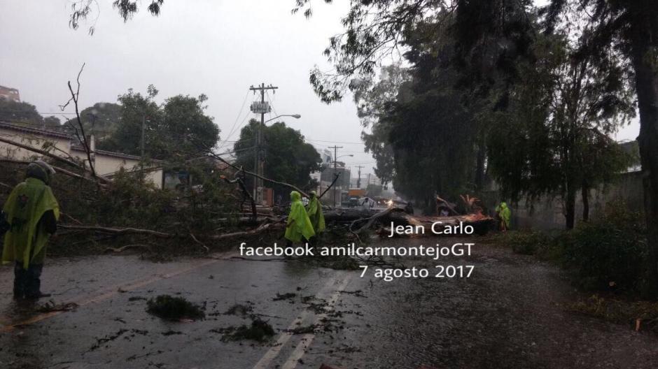 Al menos cuatro árboles cayeron en la avenida Hincapié debido a las fuertes lluvias que azotan el país. (Foto: Facebook/ Amílcar Montejo)