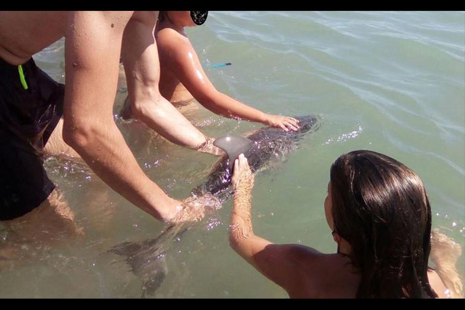 Un grupo de turistas se tomó fotos y tocó al delfín hasta la muerte. (Foto:&nbsp;Equinac)