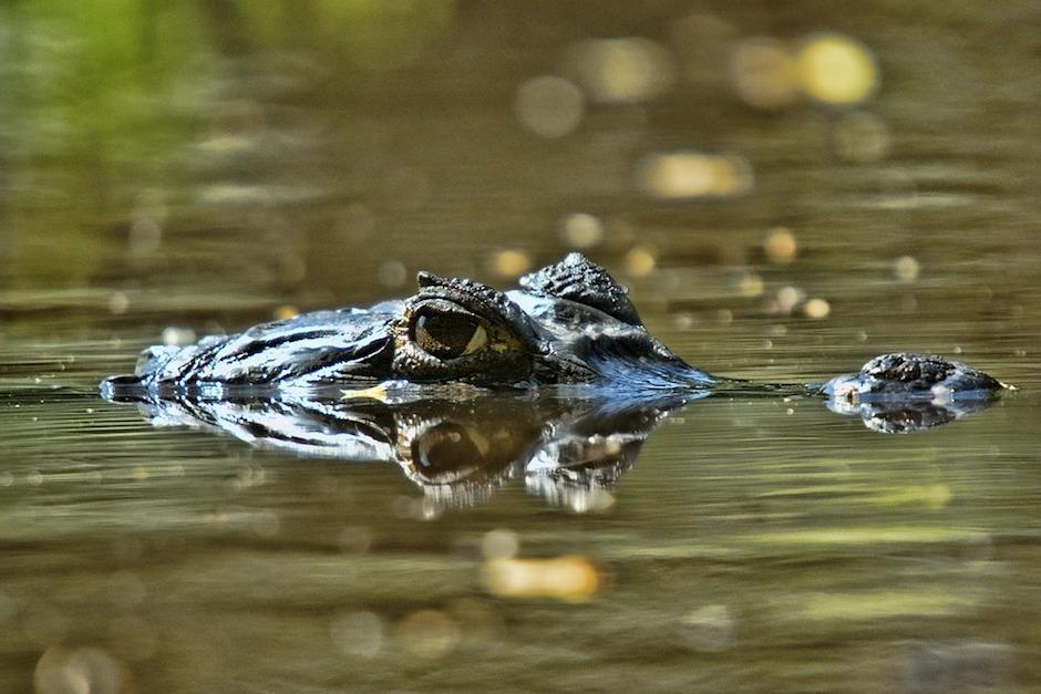 Si el nivel del agua sigue en aumento, existe el riesgo de que más de 300 reptiles escapen e invadan una región de Texas. (Imagen con fines ilustrativos/Pixabay)