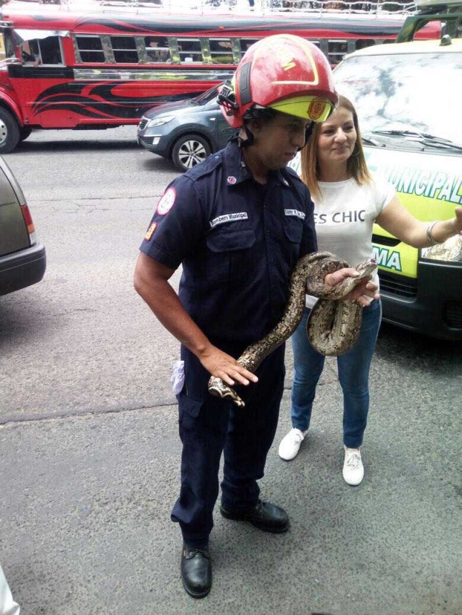 Los Bomberos Municipales capturaron al animal. (Foto: Amílcar Montejo/PMT)&nbsp;