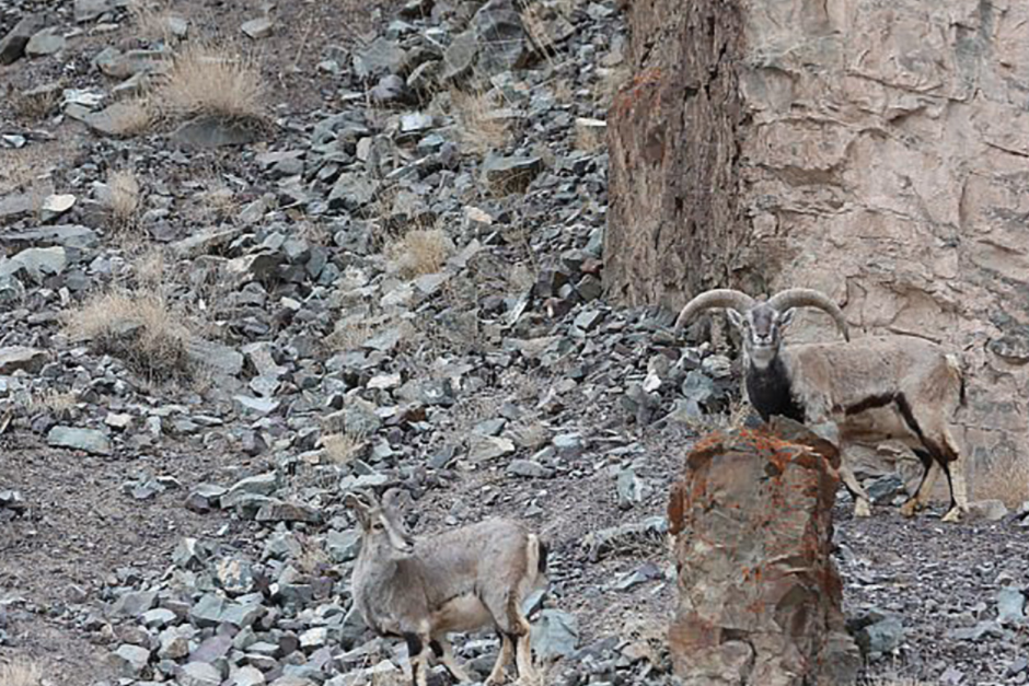 La imagen fue tomada en una ladera rocosa de la India. (Foto: Infobae)