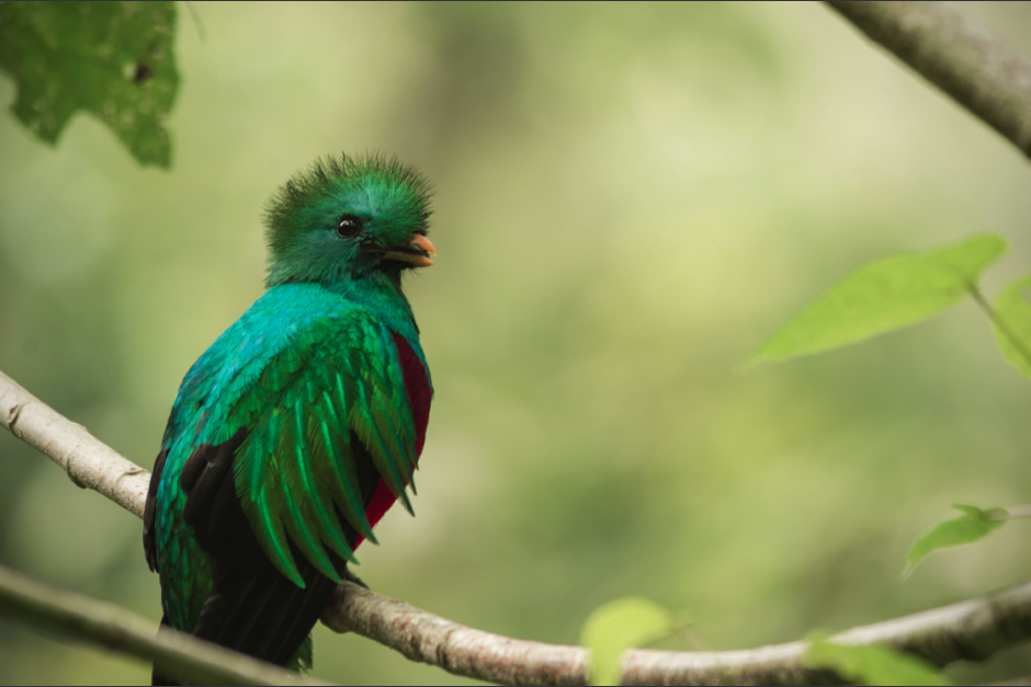 El ave nacional fue fotografiada dentro de una reserva que busca restaurar su hábitat. (Foto: Archivo/Soy502)