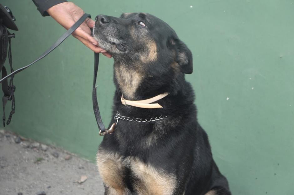 El agente canino "Rambo" murió este miércoles tras nueve años de servicio en las filas de la PNC. (Foto: PNC)