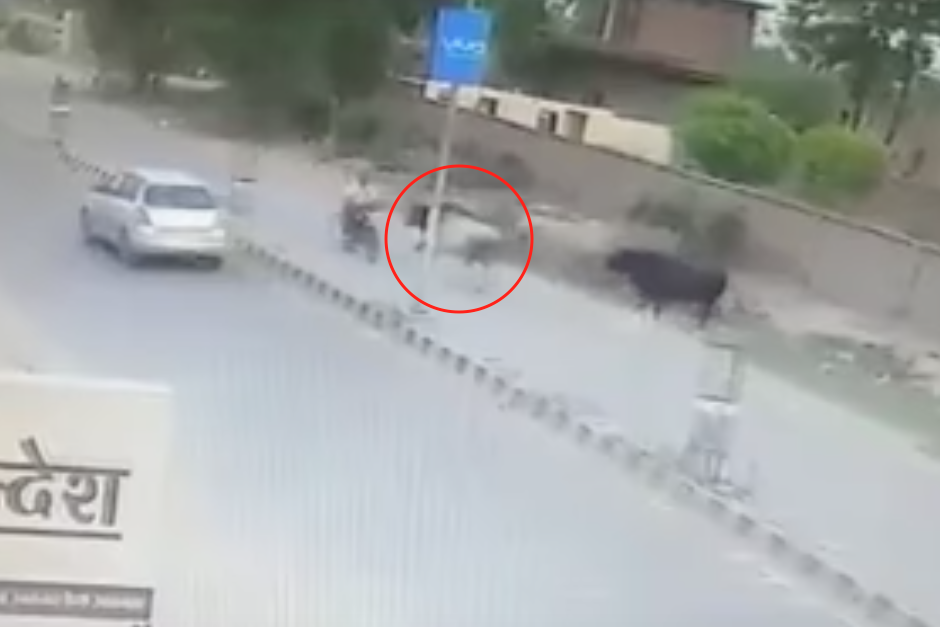 El toro tomó impulso y atacó de frente al motorista, quien nada pudo hacer para detener la marcha. (Imagen: captura de pantalla)