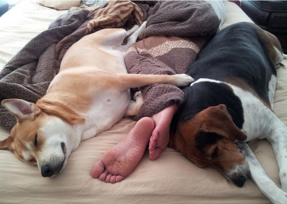 Descubre si es bueno dormir con tu mascota en la cama. (Foto: Bark post)