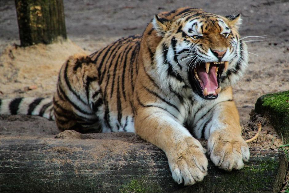 El tigre que causó la muerte de su cuidadora no será sacrificado. (Foto: elespectador.com)