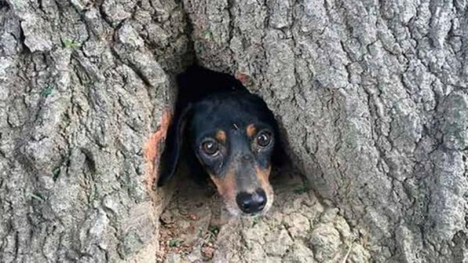 Dos policías y un bombero rescataron a un perro dentro de un árbol. (Foto: Facebook)