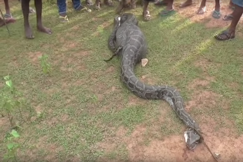 La serpiente medía más de 4.5 metros y recién se había comido una cabra cuando fue capturada. (Imagen: captura de pantalla)
