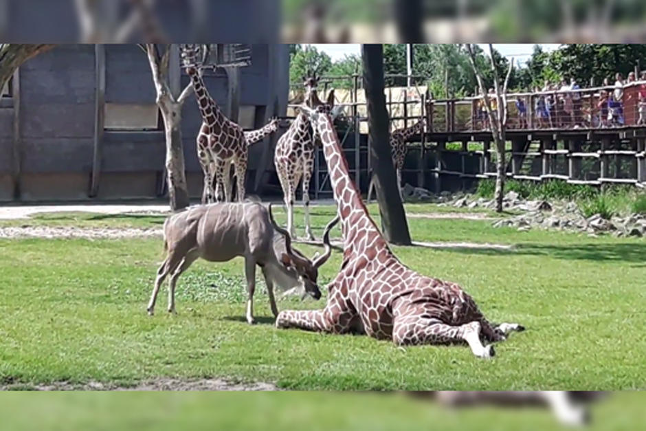 Pelea entre un antílope y una jirafa queda grabada en video
