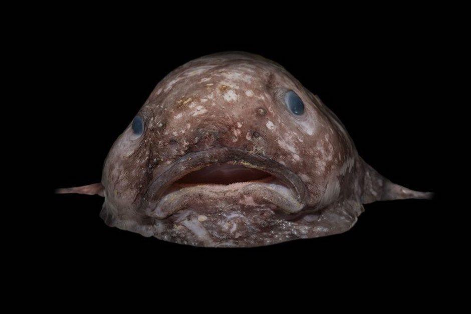 ugly deep sea fish