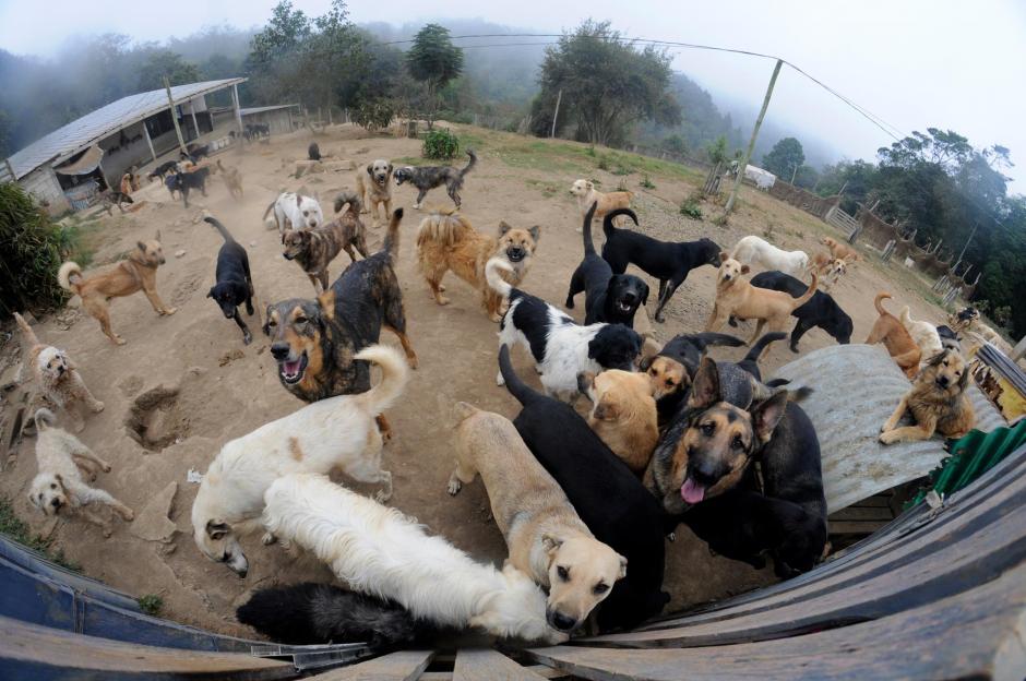 El santuario también alimenta a perros callejeros en seis diferentes puntos de Guatemala. (Foto: archivo/Soy502)