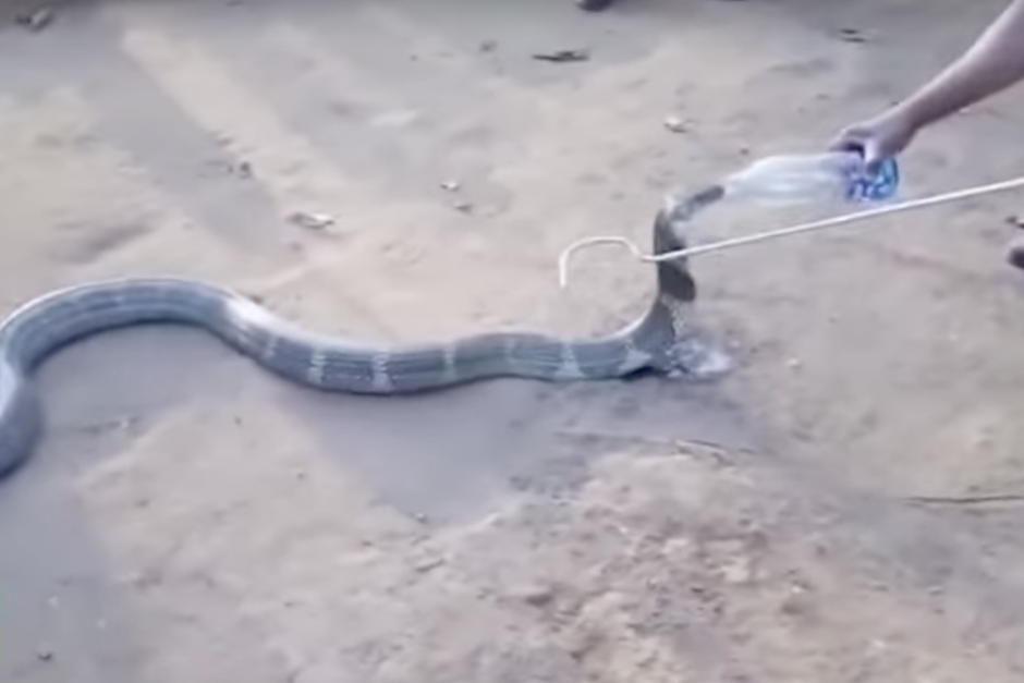 La cobra real es catalogada como una de las serpientes más grandes y venenosas de India. (Imagen: captura de pantalla)