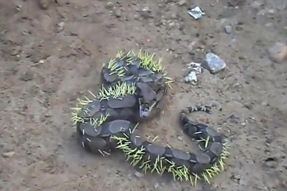 La serpiente terminó llena de púas de cuerpoespín en una localidad de Brasil. (Imagen: captura de pantalla)