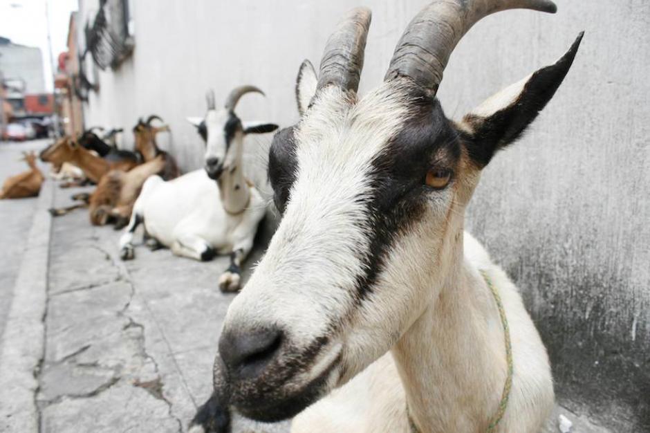 Los rebaños de cabras son la última vereda del campo que queda en la ciudad. (Foto: Alejandro Balán)