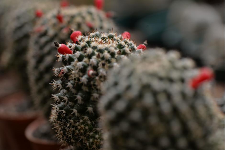 Exposición de cactus y cuculentas en Tikal Futura. (Foto: Archivo/Soy502)