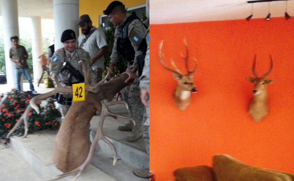 Las autoridades decomisaron cabezas de animales en Sumpango. (Foto: PNC)&nbsp;