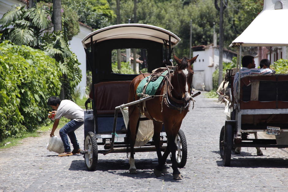 En Antigua existen cerca de 10 carruajes y 20 caballos que las halan. (Foto: Manuela Trillos/Soy502)