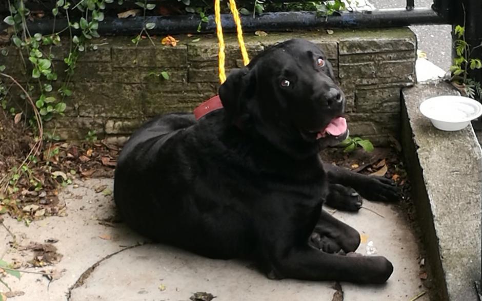 El perro se encuentra resguardado en la entrada de la univerisdad Galileo. (Foto: Marvin Solorzano)