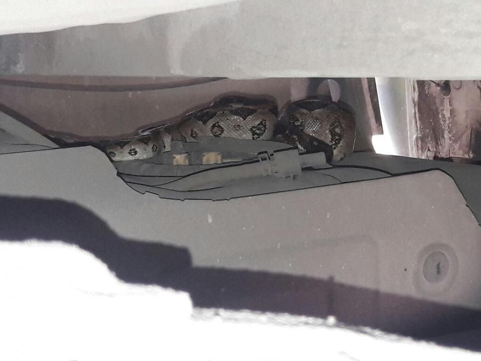 Rescatan a una serpiente que se escondió en unidad de la PMT en la zona 2. (Foto: Instagram: @AmilcarMontejo)