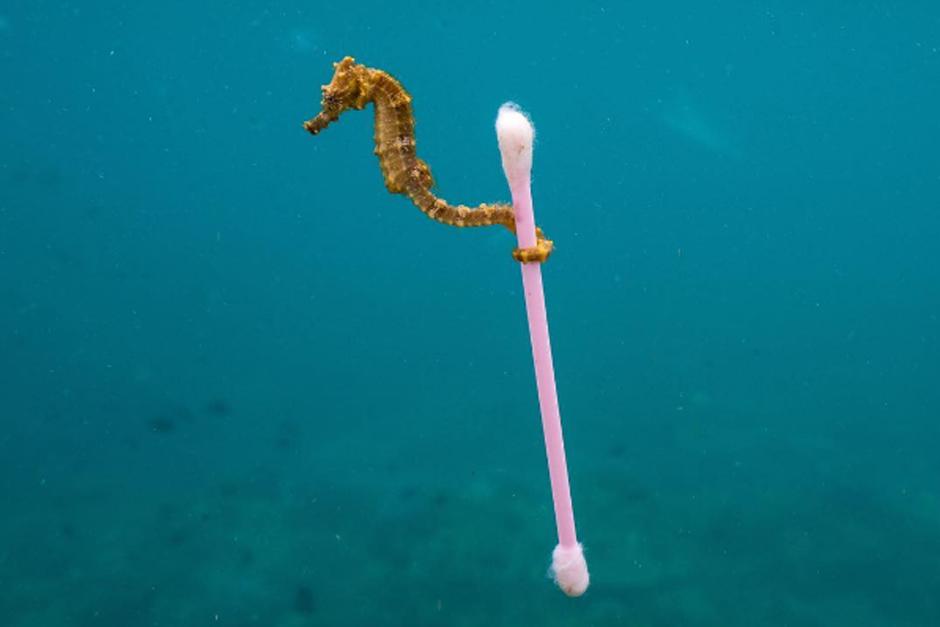 Las especies en el fondo del mar sufren las graves consecuencias de la contaminación (Foto: Justin Hoffman)