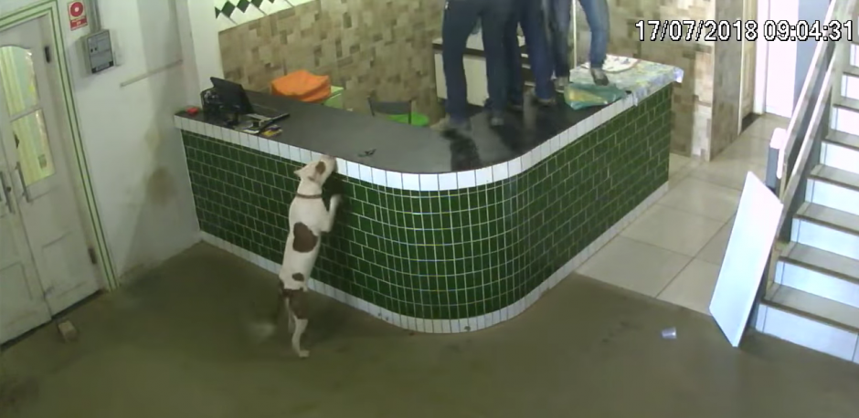 Un divertido video muestra cómo un grupo de trabajadores huyó de un perro. (Foto: captura de pantalla)