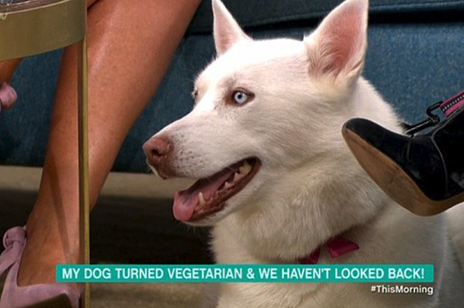 Una mujer británica aseguró que su perro era vegetariano y durante un programa en vivo demostró que se equivocó terriblemente. (Foto: ThisMorning)