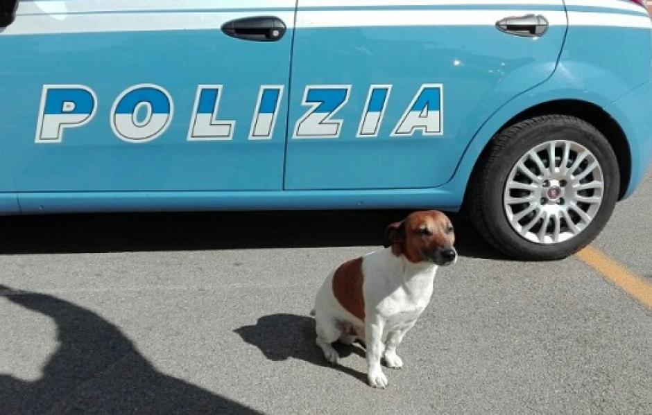 Pocho es reconocido como el mejor perro policía. (Foto: La gran época)