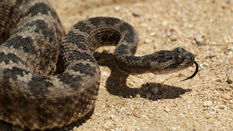 El nido de las serpiente cascabel fue localizado en la residencia de un hombre en Texas, Estados Unidos. (Foto: Telemundo)&nbsp;