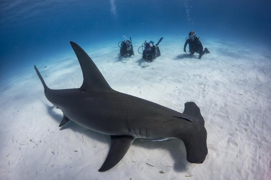 Esta especie de tiburón ha sido estudiado por varios años para determinar cuál es su alimentación. (Foto: Archivo)