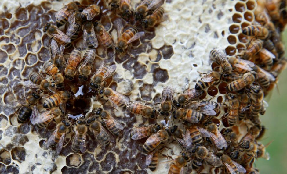 Un amigo inició una recolecta para ayudar a los dueños de las abejas. (Foto: AP)