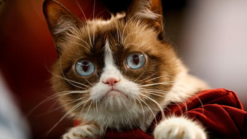 La famosa gatita Grumpy Cat ganó una demanda por uso de su nombre. (Foto: AFP)&nbsp;