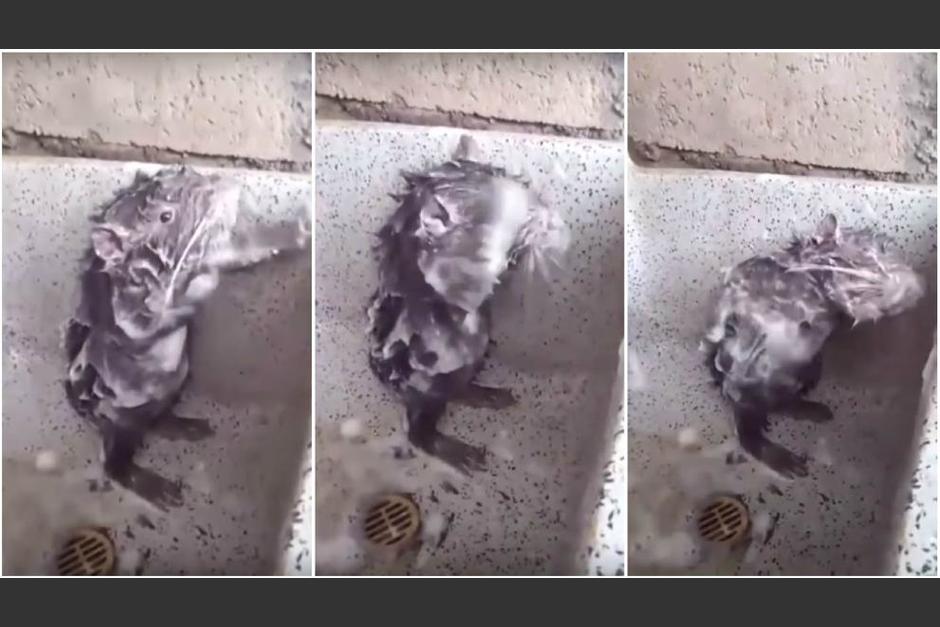 El roedor parece hacer movimientos como los de una persona al momento de bañarse, pero pocos saben que en realidad está sufriendo. (Captura Video)