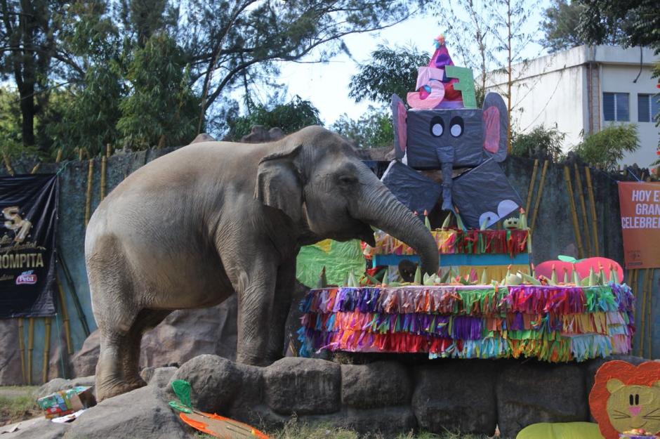 Trompita, la elefanta más querida del Zoológico la Aurora, está de manteles largos. (Foto: Fredy Hernández/Soy502)