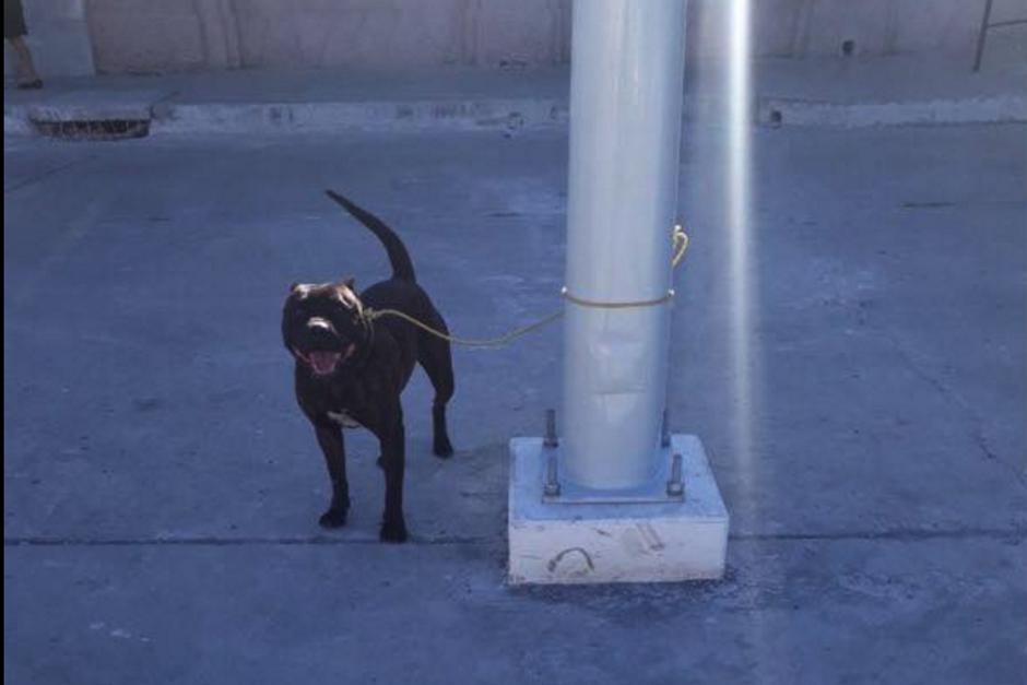 El perro sigue en la Torre de Tribunales a la espera que el juzgado resuelva su situación. (Foto: Amilcar Montejo/PMT)&nbsp;